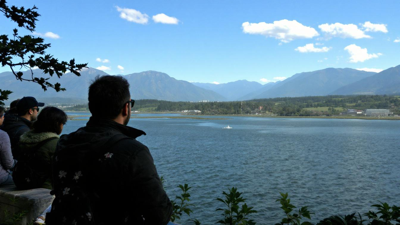 Niet Perzische noch Maine Coon, deze kattenrassen toonden maandenlang onverwachte loyaliteit